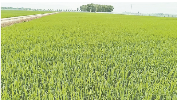 黑龍江省建成農(nóng)作物專家育種示范基地網(wǎng)絡(luò)體系