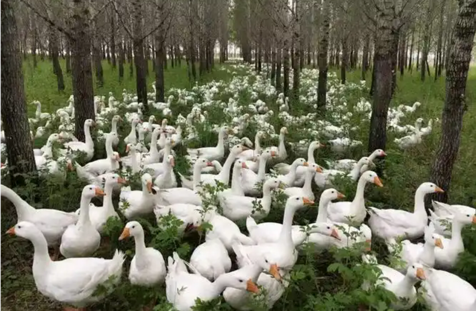 “中國白鵝之鄉(xiāng)”振翅高飛——黑龍江依安縣“鵝”產(chǎn)業(yè)激活縣域經(jīng)濟新動能