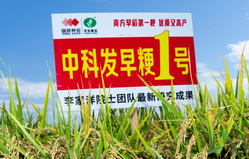 畝產(chǎn)604.5公斤！“中科發(fā)早粳1號(hào)”測(cè)產(chǎn)獲豐收