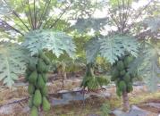 我國熱帶作物種質(zhì)資源保存總量穩(wěn)步提高