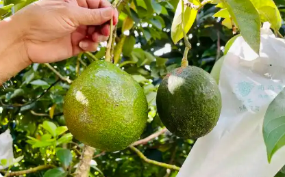 全國(guó)熱帶作物種質(zhì)資源保存總量達(dá)9萬余份