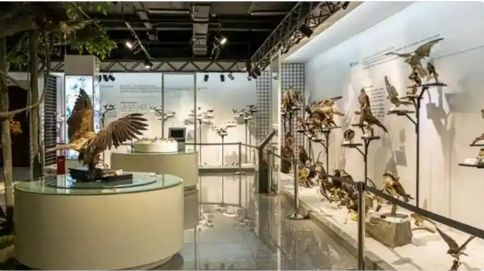 走出“深閣” 融入生活 高校博物館激活公共文化服務(wù)價(jià)值