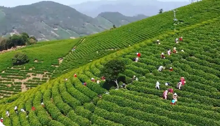 165萬茶農人均增收1.83萬元 浙江多元解鎖茶產(chǎn)業(yè)“共富密碼”