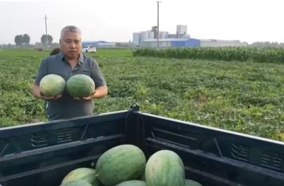 年產(chǎn)6000萬噸 我國成世界上最大的西瓜生產(chǎn)國和消費國