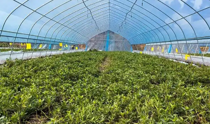 四川資陽推動優(yōu)勢特色農(nóng)業(yè)產(chǎn)業(yè)建圈強(qiáng)鏈