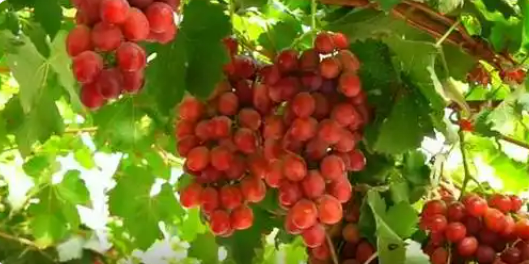 內(nèi)蒙古烏海葡萄產(chǎn)業(yè)鏈