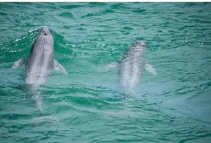 長(zhǎng)江流域珍稀水生物種保護(hù)取得新進(jìn)展