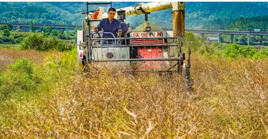 山西垣曲“谷油輪作”實(shí)現(xiàn)糧油雙增目標(biāo)