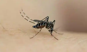 蚊媒傳染病怎么防？——國家疾控局解答熱點(diǎn)關(guān)切