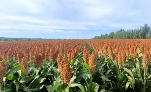 內(nèi)蒙古赤峰市：科技助力糧食大面積單產(chǎn)提升