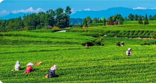 四川雅安多舉措推動“雅茶”產(chǎn)業(yè)穩(wěn)步發(fā)展