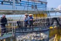 廣東規(guī)模最大在養(yǎng)平臺首批漁獲起網(wǎng)
