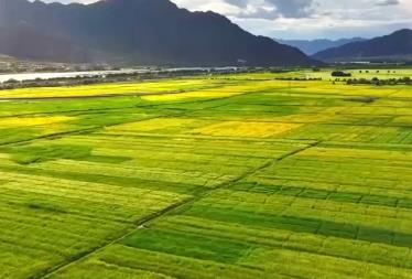 特色農(nóng)產(chǎn)品成為撬動振興“金種子” 農(nóng)文旅融合描繪村民生活“幸福景”