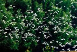 廣東出臺(tái)新方案維護(hù)鳥(niǎo)類及其棲息地生態(tài)系統(tǒng)穩(wěn)定