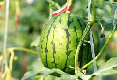 “西瓜之鄉(xiāng)”基本實現(xiàn)瓜秧隨產(chǎn)隨清