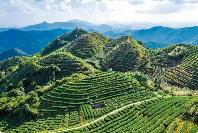 福建安溪 全鏈創(chuàng)新暢通茶香通道