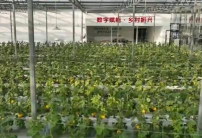 數(shù)字鄉(xiāng)村建設(shè)助力農(nóng)業(yè)農(nóng)村現(xiàn)代化