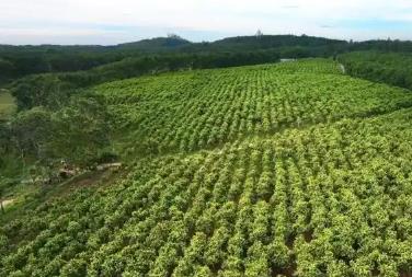 海南經(jīng)濟新觀察：“中國沉香之鄉(xiāng)”沉香產(chǎn)業(yè)融合發(fā)展