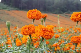 吉林農(nóng)安萬(wàn)壽菊產(chǎn)業(yè)升級(jí)“金色花海”變“致富引擎”