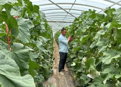 “中國蜜瓜之鄉(xiāng)”甘肅瓜州覓出海密碼