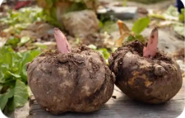 湖北長(zhǎng)陽(yáng)魔芋成為鄉(xiāng)村致富“金疙瘩”