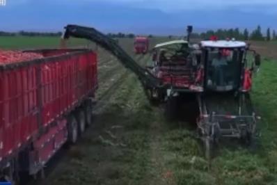 豐收時節(jié) 特色農(nóng)產(chǎn)品助農(nóng)民增收