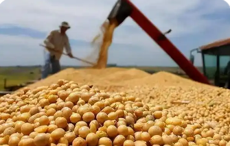 美大豆協(xié)會呼吁盡早同中國達(dá)成協(xié)議緩解豆農(nóng)危機(jī)