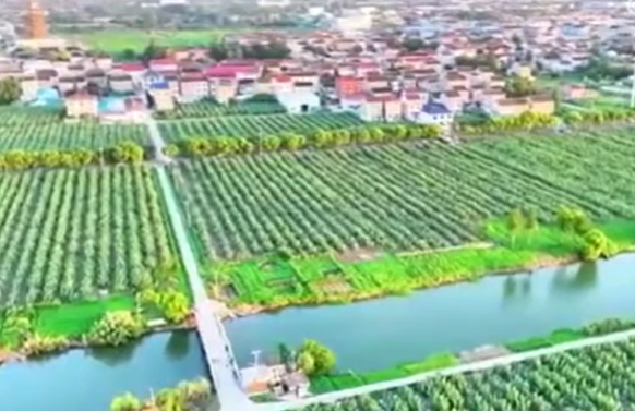 我國(guó)鄉(xiāng)村產(chǎn)業(yè)振興呈現(xiàn)良好勢(shì)頭