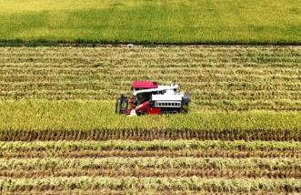 四川蓬安：農業(yè)社會化服務助力水稻收割