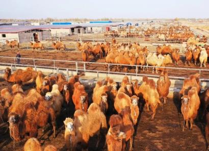 新疆柯坪縣：“白駝之鄉(xiāng)” 書寫鄉(xiāng)村振興的“駱駝篇章”