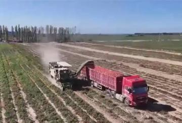 “訂單種植+機械化采收”模式保障銷路、提升效率 助農(nóng)增收“錢”景好