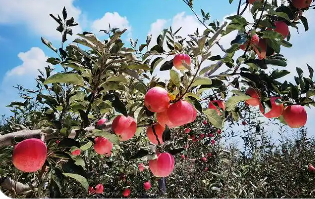 特色產(chǎn)業(yè)繪就秋日好“豐”光 果蔬飄香激活鄉(xiāng)村振興“新引擎”