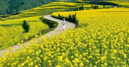小小油菜花何以“綻放”近百億元產(chǎn)業(yè)？
