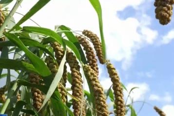 白露已至農(nóng)事忙 科技賦能希望的田野上奏響豐收“歡歌”