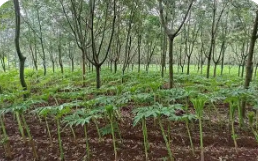 云南紅河州：林下經(jīng)濟(jì)點(diǎn)燃鄉(xiāng)村振興“新引擎”