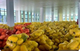 安徽泗縣：鋪就鄉(xiāng)村振興“金絲路”