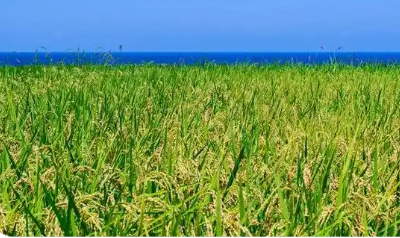 鹽堿地“破堿” 農(nóng)業(yè)煥新“生金”