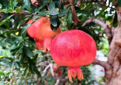 棗莊以全鏈條生態(tài)繪就“中國石榴之鄉(xiāng)”高質(zhì)量發(fā)展新圖景