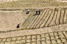 “十四五”以來(lái) “三北”工程完成荒漠化綜合治理面積超2億畝