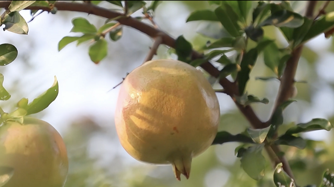 會(huì)理石榴紅透時(shí)，鮮速直達(dá)錢大媽