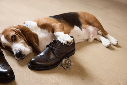 Hush Puppies暇步士鞋類新品即將上市，嘉曼服飾構建全品類自營體系