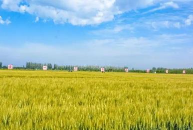 715.6公斤！河套小麥再次刷新內(nèi)蒙古春小麥畝產(chǎn)紀(jì)錄