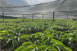 林地間上演“掘金故事” 四川鹽邊魔芋“長(zhǎng)”出四億元產(chǎn)業(yè)鏈