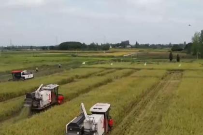 沃野披金，谷香滿(mǎn)倉(cāng)！秋收正當(dāng)時(shí) 機(jī)械化作業(yè)確保顆粒歸倉(cāng)