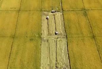 東北玉米金黃，江南稻浪翻滾！科技助力各地“糧”辰美景，豐收在望