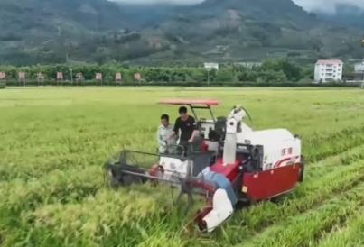 千里沃野奏響豐收“進(jìn)行曲” “訂單種植+良機(jī)良法”助力增收增產(chǎn)