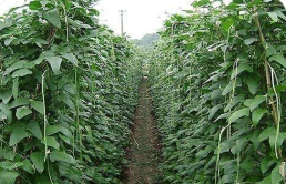 多元化套種 智能化培育 標(biāo)準(zhǔn)化建設(shè) 山西特色種植“有新意”