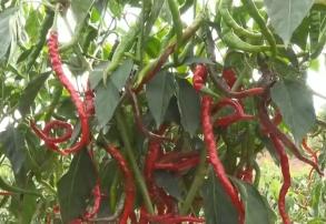 “小辣椒”撬動特色農(nóng)業(yè)發(fā)展“大產(chǎn)業(yè)” 電商助農(nóng)“豐”景好