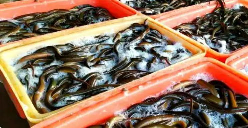 區(qū)域公用品牌價值超200億元 仙桃黃鱔“游”向世界