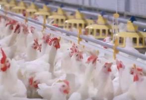 我國綠色農(nóng)產(chǎn)品供給能力穩(wěn)步增強(qiáng) “綠色優(yōu)質(zhì)”成為普惠民生常態(tài)